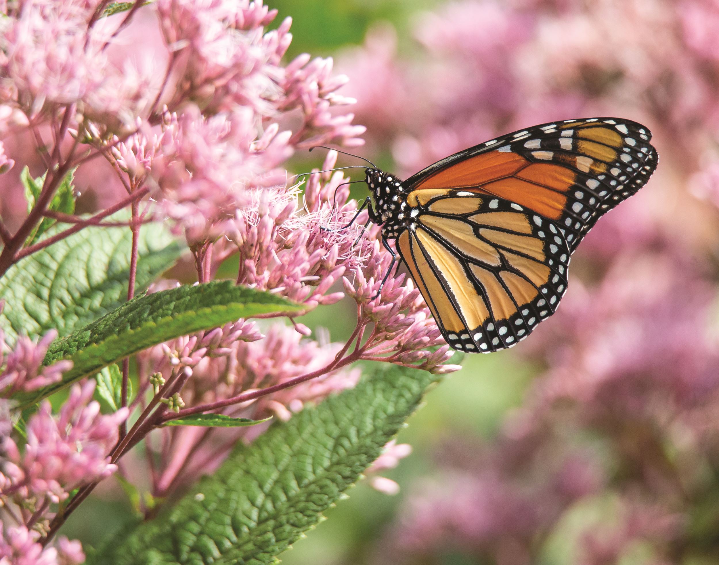 Monarch Butterfly Listed as Endangered Species by IUCN Iowa Natural
